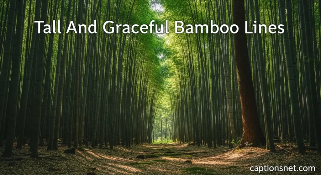 Tall And Graceful Bamboo Lines